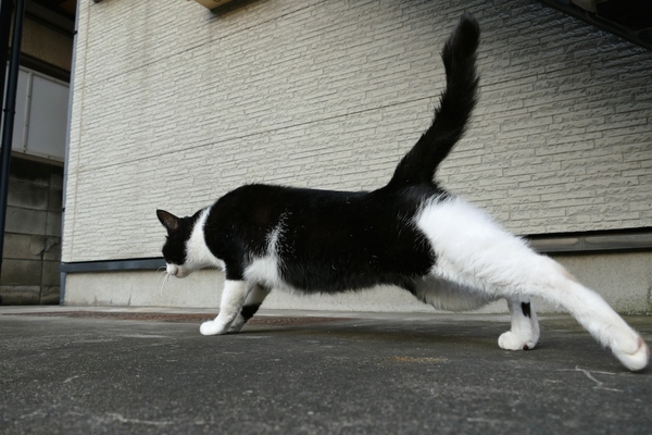 猫って歩き出す前にストレッチをするじゃないですか。あの瞬間。思い切り身体を伸ばしてる（2014年9月 パナソニック DMC-FZ1000）