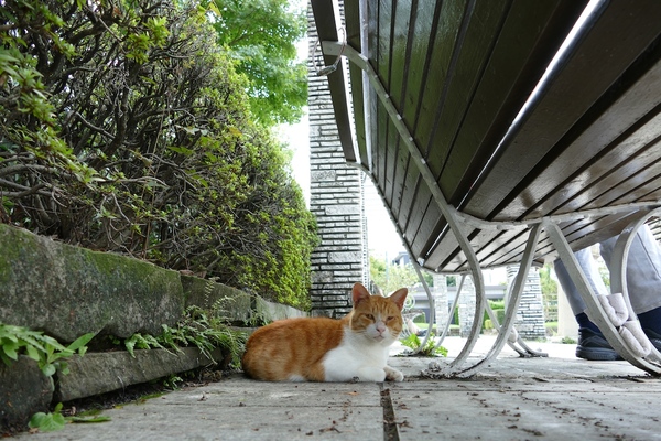 広角（25mm相当）で1mくらいの距離から猫を、地面スレスレで撮影。ベンチの裏の様子など、猫が隠れてる場所まで撮れる