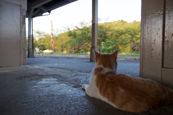 誰もいない侘びたホームを見つめる猫。雅な曲線を描いた背中がいい感じ（2013年8月 オリンパス OM-D E-M5）