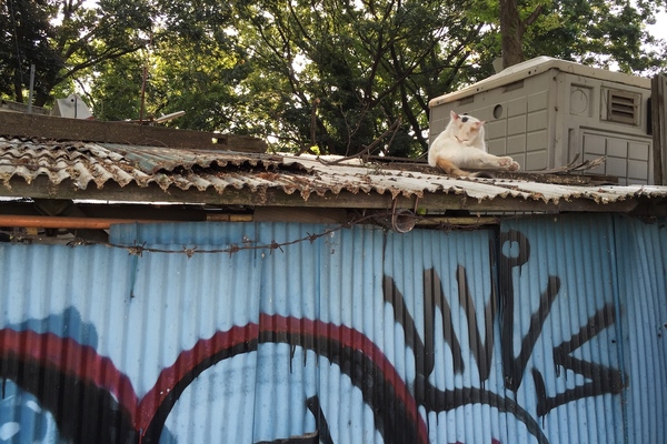 人がやってこない屋根の上でのんびり毛繕いしてた猫。腕を伸ばして撮影（2014年9月 アップル iPhone 6 Plus）