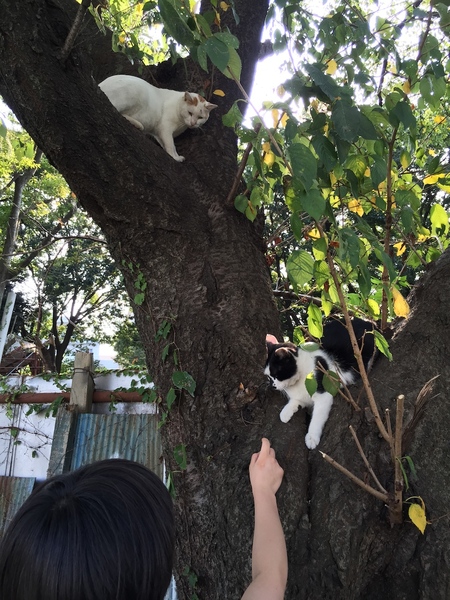 2匹の木登り猫。2匹して見つかっちゃった、どうしよう、という顔をしております（2014年9月 アップル iPhone 6 Plus）