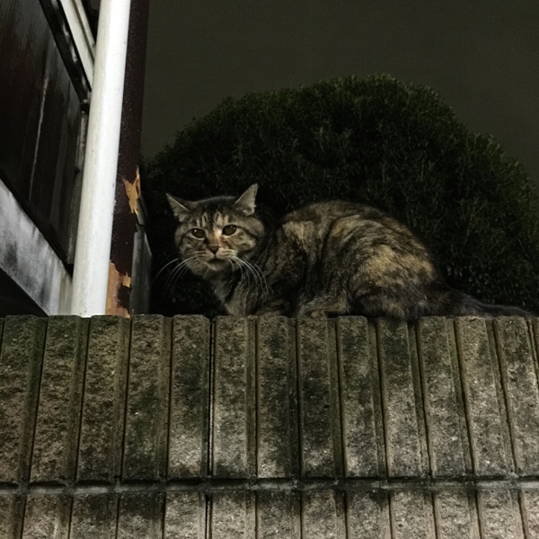街の深夜猫。横向きに座ってたのだけど、声をかけたらこっちを向いてくれたのでその隙に（2014年9月 アップル iPhone 6 Plus）