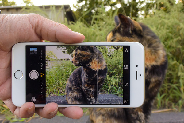 iPhone 6 Plusと猫。5.5インチの画面サイズはデカいので、片手撮りするときは手から落とさないよう注意すること