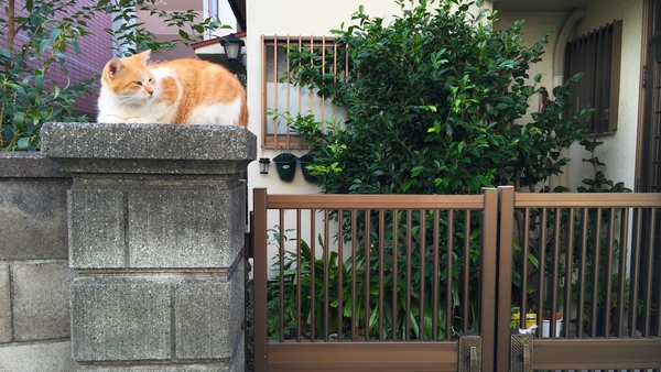 偶然であった門柱猫。猫にはちょうどよい広さなのか、しっかりくつろいでおりました（2014年9月 アップル iPhone 6 Plus）
