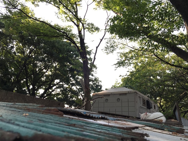 ちょっと離れたところから猫を撮ろうとしたら屋根が予想以上に傷んでて、それならと屋根ごと撮ってみた（2014年9月 アップル iPhone 6 Plus）