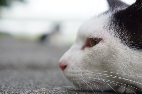 神奈川県川崎市にて。このように猫の顔は（一部を除けば）縦に長いのだ（2014年5月 ソニー α6000）