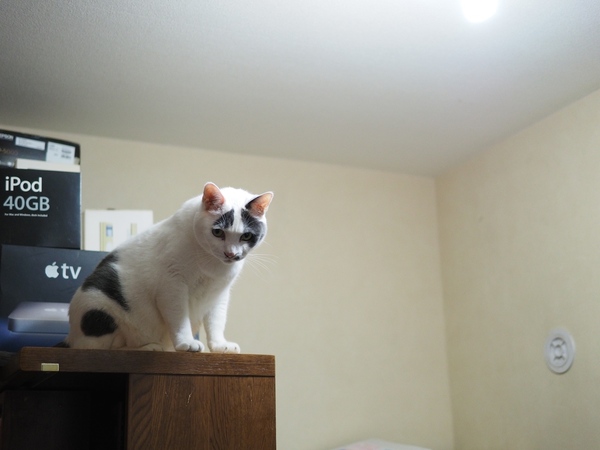 本棚の上に「大五郎」。いろいろ手狭になってきたのであれこれ処分してスペースをあけたらいつの間にか猫の場所に。なんてめざとい（2014年10月 オリンパス E-M1）
