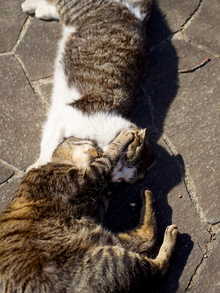 Ascii Jp スリリング 猫同士のとっくみ合いや舐め合いを狙え 2 2