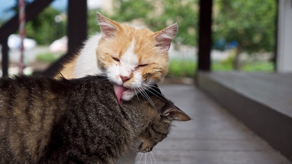 Ascii Jp スリリング 猫同士のとっくみ合いや舐め合いを狙え 1 2