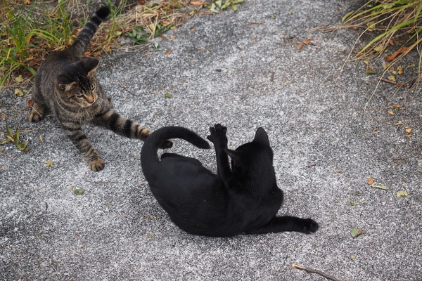 実は先に手を出したのが黒猫。キジトラがそれに反撃を加えようと前足で左フックの図。お、戦いそうだと思ったらシャッタースピードを上げて準備である（2013年10月 オリンパス OM-D E-M1）