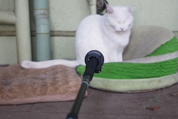 カメラ部を取り外して細い一脚の先につけ、こっそりカメラを近づけて猫撮影！　使ったのは愛用してるベルボンの「ウルトラスティック M50」（2014年10月 オリンパス OM-D E-M1） 
