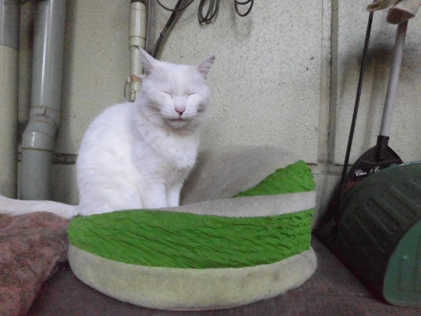 カメラだけ近づけてこっそり撮った白猫（2014年10月 カシオ EX-FR10）