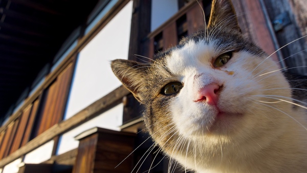 広角レンズでそっと背面液晶を見ながらカメラを向けたら、「それはなんだ？」って顔で見つめてくれた丸顔のハチワレトラ。耳がカットされてたのでこのあたりの地域猫として可愛がられてるのだろう（2014年11月 オリンパス OM-D E-M1）