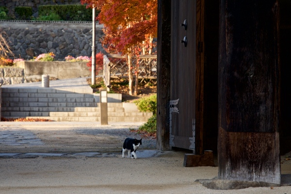 そっと猫の次の動きを待ってたら、こちらにトコトコと歩いてくるではないか。これはチャンスかも、とカメラを構える（2014年11月 ニコン D600）