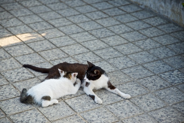 公園の通路で猫親子を発見。子猫は一心不乱にお食事中。こういうときは近寄らず騒がず、そっと撮る（2014年7月 ニコン D600）