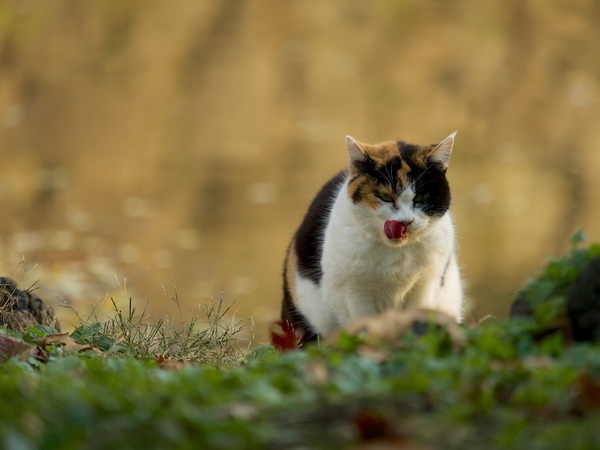 池の畔でくつろいでるミケ系の猫。背景は池の水面。冬の遅い午後なのでこんな色に染まってるのだ（2014年12月 オリンパス OM-D E-M1）