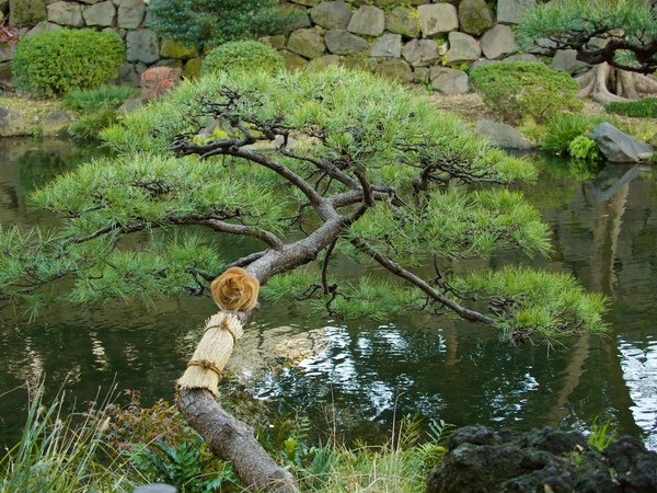池に向かって伸びる松の木でくつろいでる猫。きれいに人の手で呈された松の木に猫がアクセントになっててたまらん（2014年12月 オリンパス OM-D E-M1）