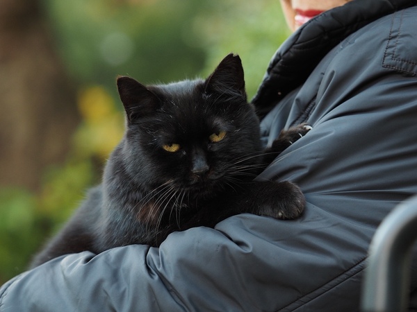 優しそうな顔で猫を抱いてるご婦人と、この暖かい場所を手放すもんかとしがみついてる黒猫の図。ピントが合った顔はキリッと、合ってない背景はほわっときれいにボケてくれる（2014年12月 オリンパス OM-D E-M1）