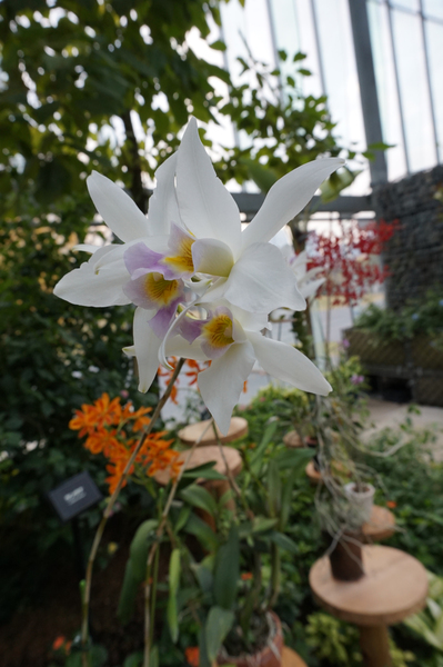 QX1で撮影。白い花の微妙な明るさや淡い色の再現性も高い。スマホでこれだけの写真が撮れるのは素晴らしいと言える