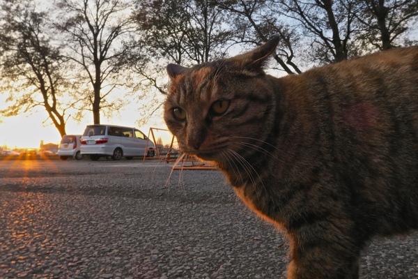 夕日をバックに撮ると、1日ももう終わりだな感が写真から漂ってきてしみじみした気持ちに。猫に明るさを合わせると背景が真っ白にトんじゃうので、ほどよいバランスが大事（2014年12月 キヤノン Powershot G7X）