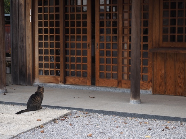 左から歩いてきた猫が神社境内の社務所の前でちょこん。よく見ると猫が入れる隙間だけ扉が開いている。そこから中に入ろうとしてるのだが、いったんここで止まるところがいい。その場ですかさず撮影（2014年12月 オリンパス OM-D E-M1）