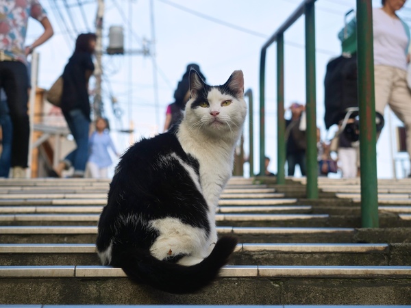 GH4を持ち、バリアングル液晶らしい写真を撮りたいと散歩してたら見つけた猫。周辺の人並みを見ていただくと、この猫がいかに堂々としてるか、さらに回りの人が猫に気を取られてないかがわかるかと思う。素晴らしい（2014年6月 パナソニック LUMIX DMC-GH4）