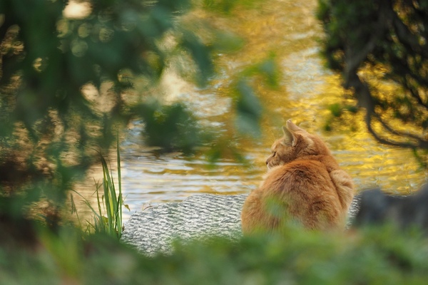 池の畔を歩いてる猫を目で追ってたら、途中で立ち止まってきょろきょろしてたのである。猫がそこから動きませんように、と祈りつつ、その姿がきれいに見える隙間を探して撮影（2014年12月 オリンパス OM-D E-M1）