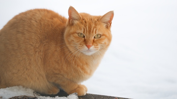 群馬県のみなかみ市。駐車場に積もりっぱなしの雪を背景に低い塀にちょこんと座ってた猫を発見してフェンス越しに見つめ合ってみた（2014年1月 オリンパス OM-D E-M1）
