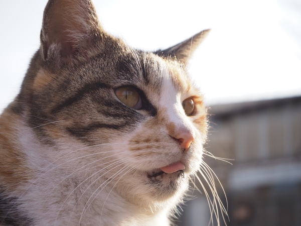 人なつこくて逃げない猫なので、さほど望遠じゃなくても顔のアップを撮らせてくれる。歯が悪いのかなんなのか、舌をよくしまい忘れてるのが特徴（2014年2月 オリンパス OM-D E-M10）