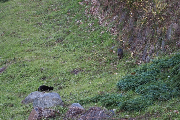 じわじわと接近する2匹。黒猫がキジトラをすごく気にしてる（2015年1月 オリンパス OM-D E-M5）