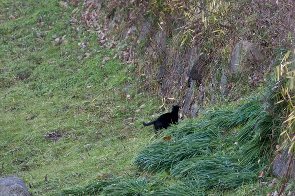 黒猫に襲われて逃げるキジトラの図。自分の縄張りに来るな、と追っ払ったんだろうか（2015年1月 オリンパス OM-D E-M5）
