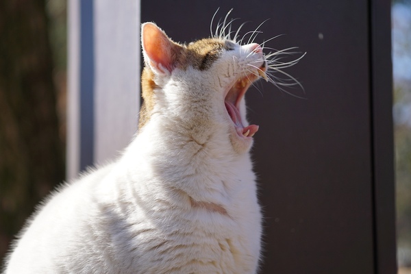 「α6000」＋シグマの「60mm F2.8 DN」。猫の横顔を狙ってたらあくびしそうな顔になったので、口をめいっぱい開くタイミングを見計らって撮影（2014年12月 ソニー α6000）