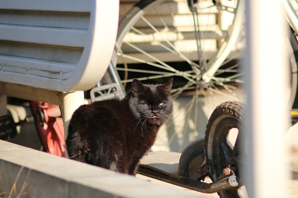 「EOS 70D」＋「EF100mm F2 USM」。駐輪場で振り向いた黒猫を絞り開放で狙ってみた。背景が大きくぼけるのもよいところ（2014年12月 キヤノン EOS 70D）