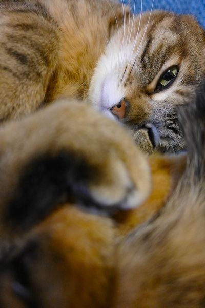 縦位置にしてみたら画面全体が猫で埋まっていい感じだったので、縦に持って画面のシャッターボタンで撮影。まあ、スマホだと思えば普通の撮り方（2015年1月 パナソニック LUMIX DMC-CM1）