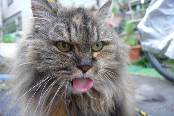 ふさふさのおばあちゃん猫が寄ってきたので、連写モードで撮ったら舌がペロッと出た瞬間をゲット（2015年1月 パナソニック LUMIX DMC-CM1）