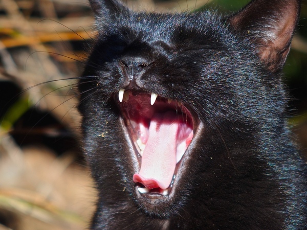 大口を開けてあくびする黒猫。日差しを浴びて毛が輝いております。にしても冬は黒猫を見る確率が高い気がする（2015年1月 オリンパス Stylus 1s）