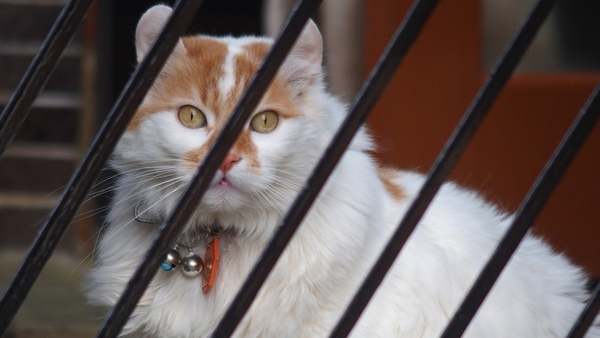 フェンス越しの猫をマニュアルフォーカスで。よいおうちに飼われているのか、非常に美猫でありました。うん、これは美猫だわ。しかもふかふかしててあたたかそう（2015年1月 オリンパス Stylus 1s）