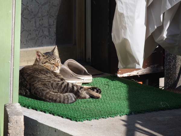 人工芝風玄関マットの凸凹が気持ちいいんだと思う。日向でのんびりとお昼寝猫。遠くからそっと撮ってみた（2014年12月  オリンパス Stylus 1s）
