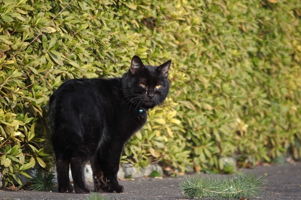 こちらは短毛のきりっとした黒猫。目ヤニをとってあげたいけど、近寄らせてはくれず。首の青い鈴がかわいい（2015年2月 オリンパス Stylus 1s）