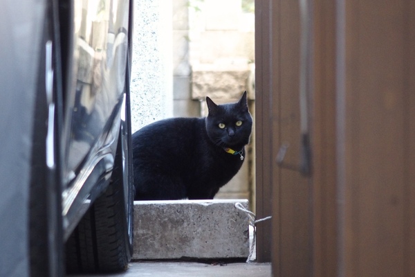 駐車場の奥に見つけた黒猫。じっと見つめ合ってしまった。カラフルな首輪が黒猫に似合ってる（2015年1月 オリンパス Stylus 1s）
