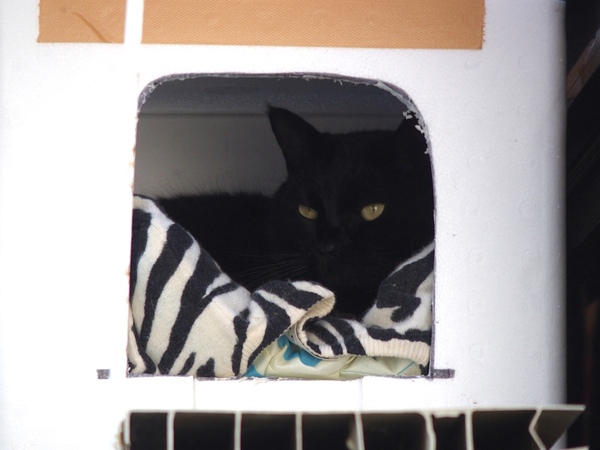 発泡スチロールの家でぬくぬくくつろいでる黒猫（2015年2月 オリンパス Stylus 1s）