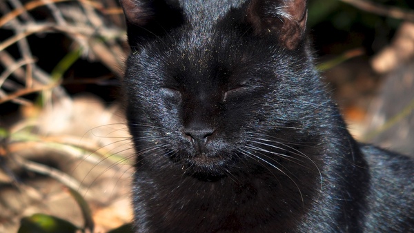 茂みの中からのそっと出てきた黒猫。まぶしいのか目を閉じてたけど、それはそれで面白いかなと思って顔のアップを撮ってみた。黒猫中の黒猫という感じ（2015年1月 オリンパス Stylus 1s） 