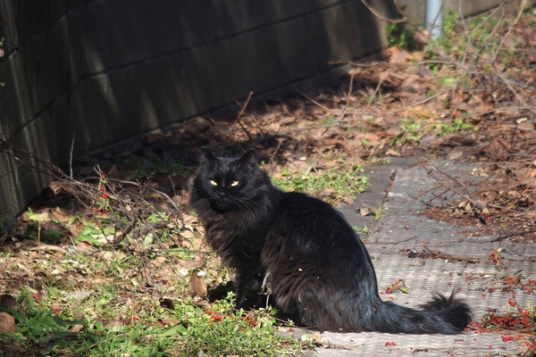 暗渠にいたふさふさの黒猫。生えている草を食んでたけれども、声をかけたらこちらを見てくれたのでその隙に。長毛の黒猫は冬に見るとほかほかしてよし。でも夏は暑いだろうなあ（2015年2月 オリンパス Stylus 1s）