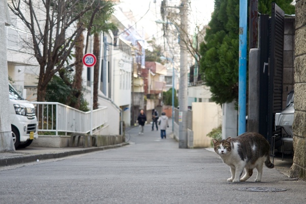 新宿区にて。道路に出てきた猫。車はあまり通らないけど人通りが多い道なのでありました（2015年2月 オリンパス E-M1）