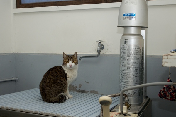 昭和の方にはとても懐かしい浴室。冬の猫が好きな場所でもあるが、ロイヤルはもっぱら水を呑みにくるらしい（2015年3月 オリンパス OM-D E-M1）