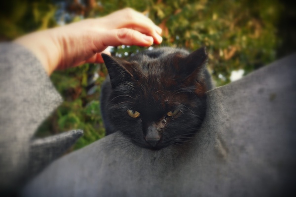 塀の上の黒猫。おばあさま（あまりに慣れてるので近所の人かと思って声をかけたら、単なる通りすがりらしい）に撫でられて顎を突き出してるすがたがなんともいえない（2015年3月 パナソニック DMC-CM1）
