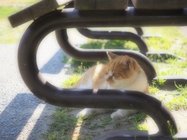 OA.ArtFilterアプリを使い、ファンタジックフォーカスフィルターで狙った猫。住宅街のなんてことない公園のベンチでも光の加減とソフトフォーカスを組み合わせればほんわり撮れるのだ（2015年3月 オリンパス AIR A01）
