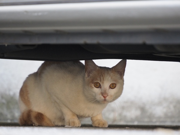 そっとカメラだけを地面すれすれに構えたのだが、思い切り警戒されてます。すまぬすまぬ。このあとすぐ逃げられちゃいました。でも、車の下に隠れてる猫でも這いつくばらずに撮れるのは楽しい（2015年3月 オリンパス AIR A01）