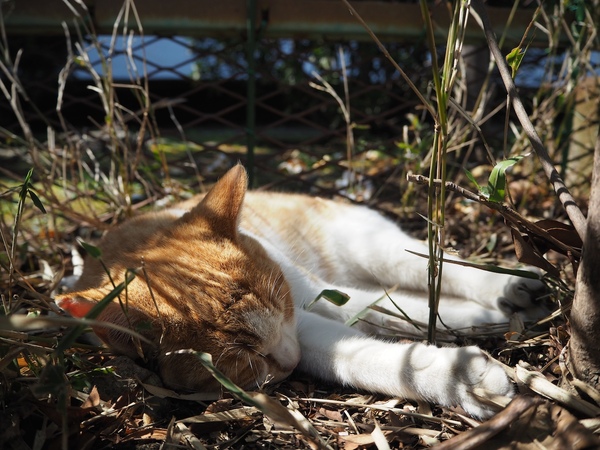 草むらの奥に隠れて熟睡してた猫。日差しもあたってポカポカだし、草むらの奥だから誰かが近づいたら草が擦れる音で気づくしね。でも隙間からそっと猫撮り棒を差し込めば至近距離で撮れるのだ（2015年3月 オリンパス AIR A01）