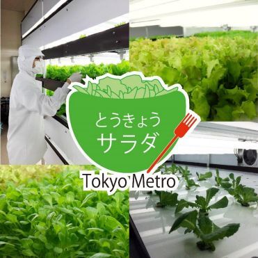 ASCII.jp：東京メトロ、高架下野菜工場産「とうきょうサラダ」発売